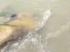 डेंगुरनाला पिकनिक स्पॉट में मिला व्यक्ति शव, इलाके में मचा हड़कंप